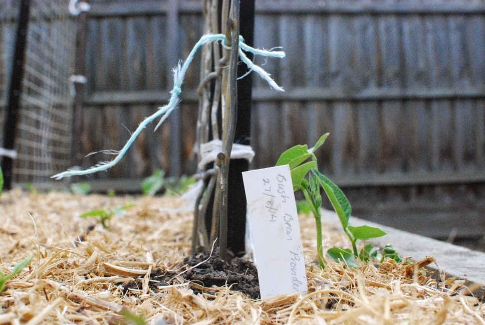 Seedling in garden